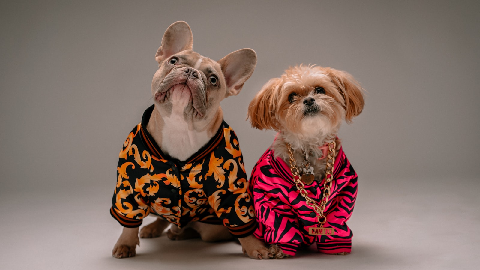 おしゃれな服を着た2匹の犬