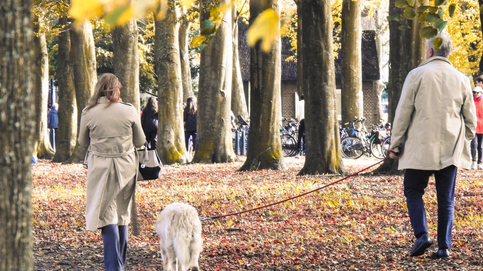 紅葉の公園を愛犬と散歩する飼い主
