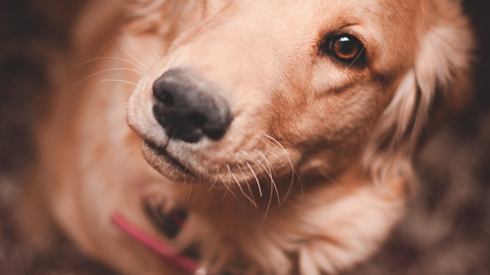 こちらを見上げる犬のクローズアップ