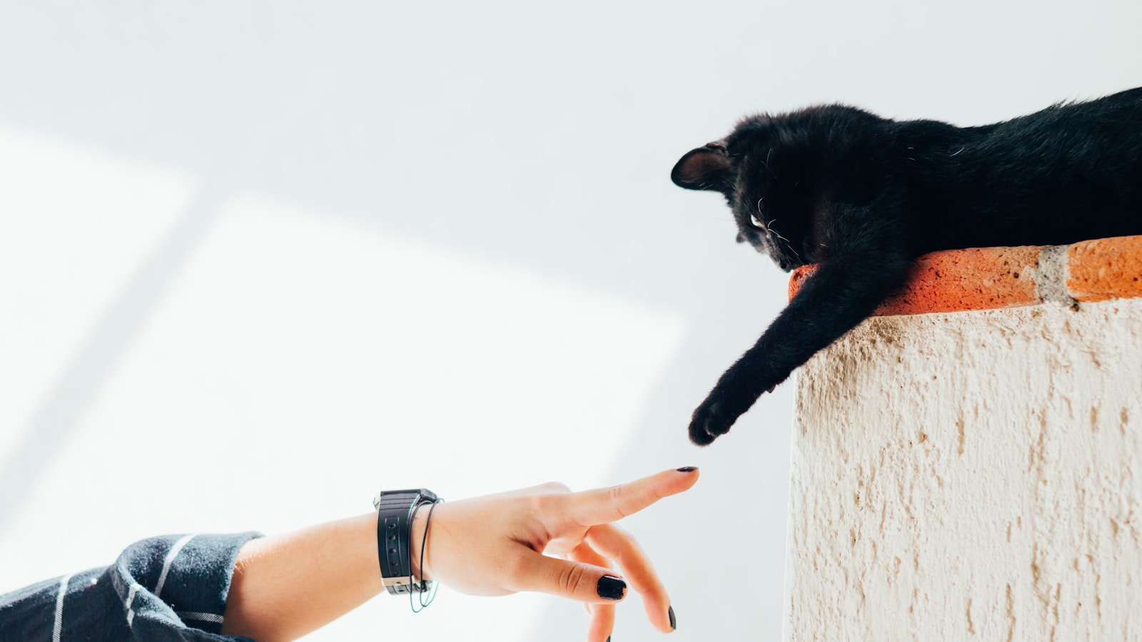 飼い主の手に前足を伸ばす黒猫