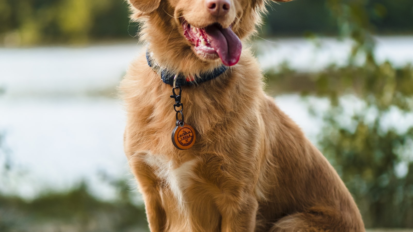 首輪とチャームをつけた笑顔の犬